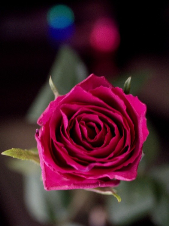 Winter Rose