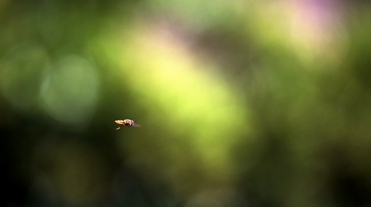 Into The Great Wide Bokeh