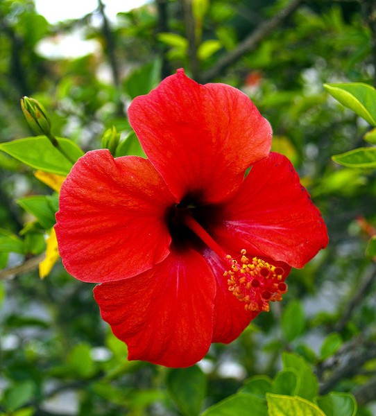 ~~My Red Hibiscus~~