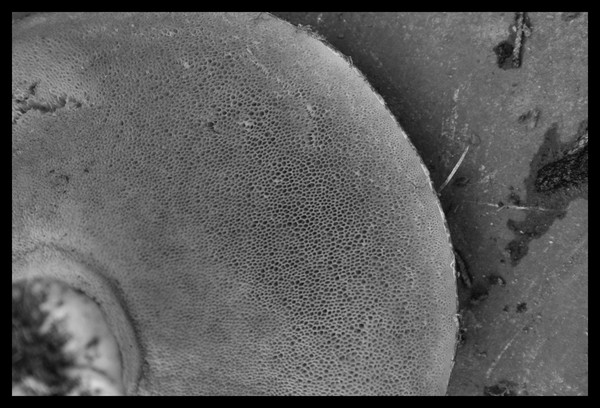 Mushroom Underneath