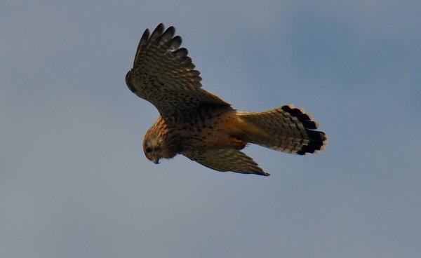 Free As A Bird