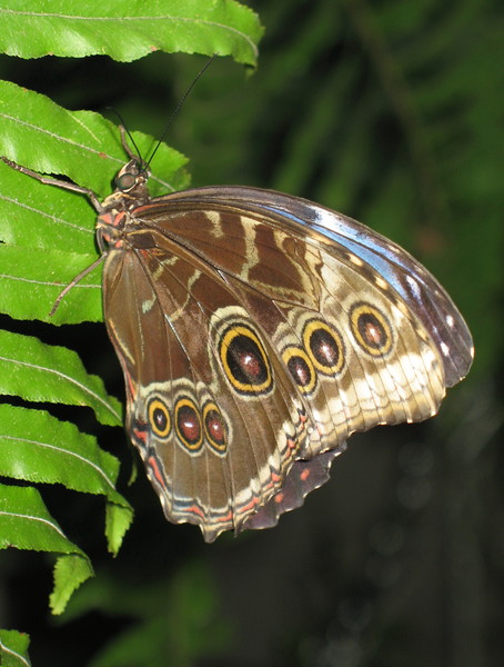 Butterfly 2