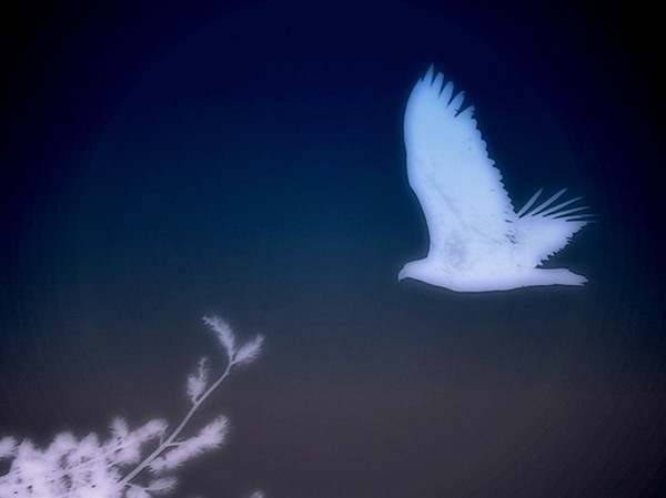 Hope and Freedom