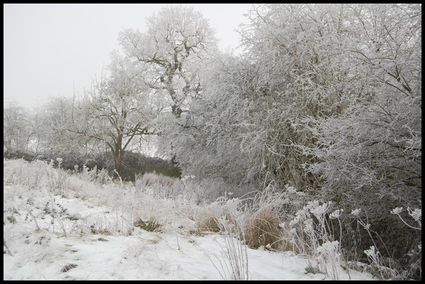 Severe frost 1