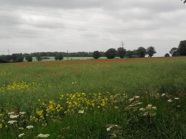 Pretty Poppies