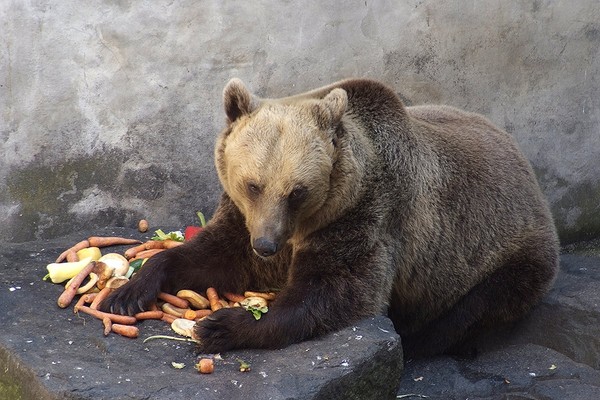 setting free the bears