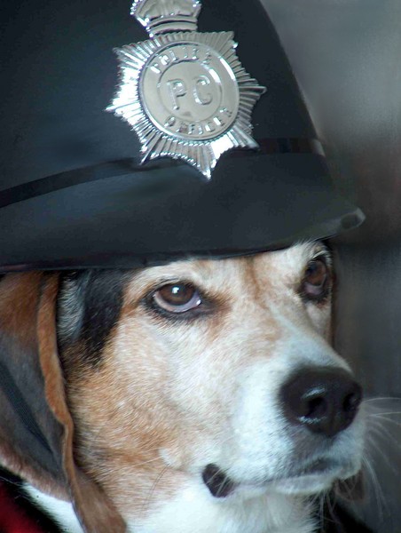 To Protect N Serve