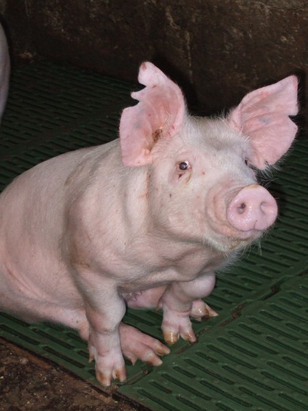 The hungry pig
