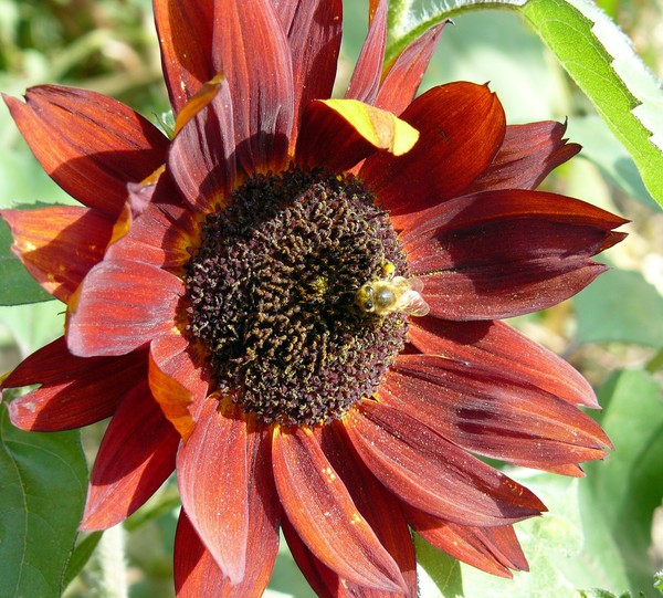 Orange Sun Flower