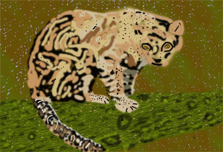 Tiger in the rain o924