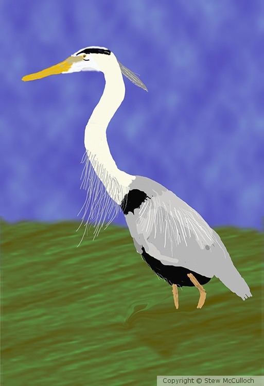 Great Blue Heron  P201