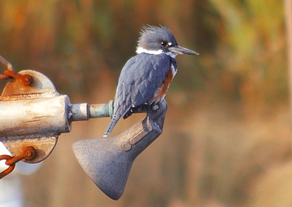 Belted Kingfisher