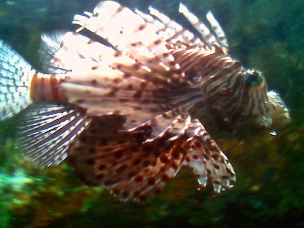 Lion Fish