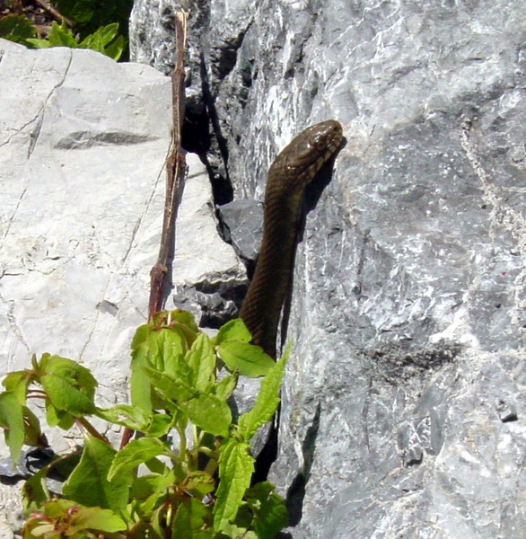 Peeping Tom