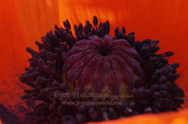 Red Velvet Fruit