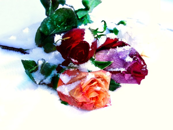 frozen roses