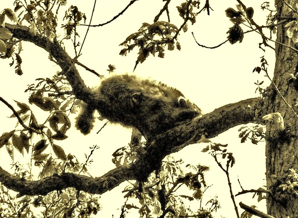 In the Tree Top
