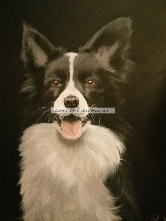 Border collie 