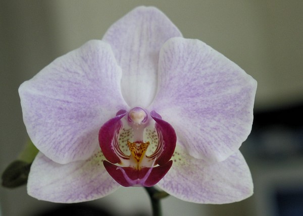 orchid