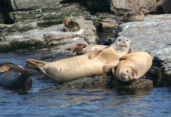 More Harbor Seals