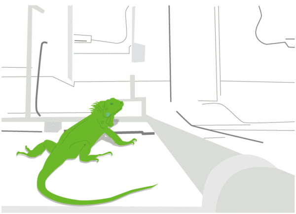 roof top lizzard
