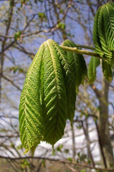 Leaf