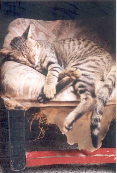 Khan Cat