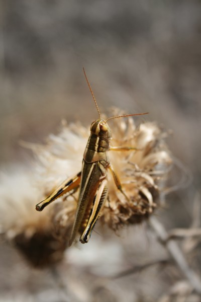 Summer Visitor