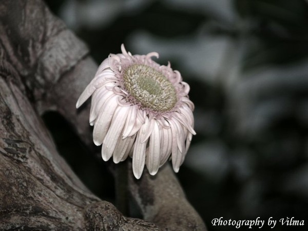 Beauty Has Its Moments
