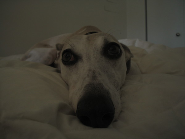 innocence