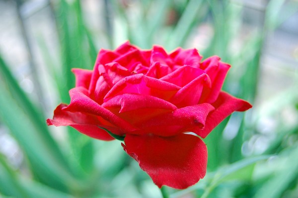 rose