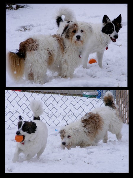Puppy Snow Day!!