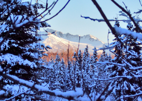 Wintertime Between The Trees