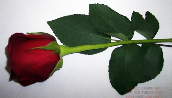 One Rose