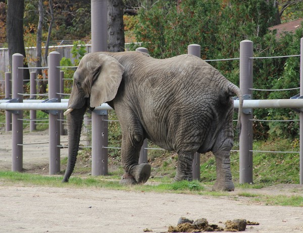Roger williams zoo elephant