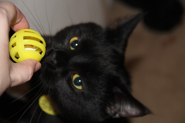 Just about to carry it away in his mouth