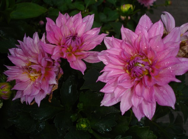 Dahlia Raindrop