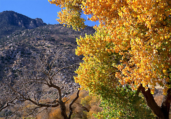 Kern Valley Fall Colors 1