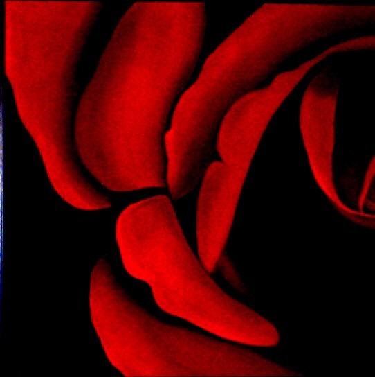 rose 16