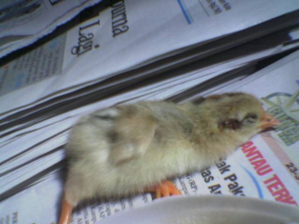 cHiCk