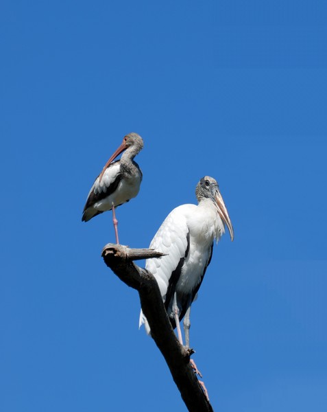 Tropical Birds in the Wild
