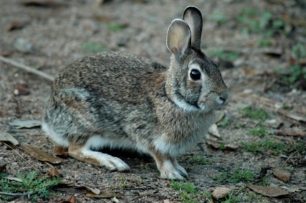 Peter Cottontail
