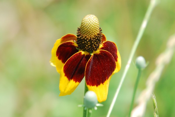 Mexican Hat