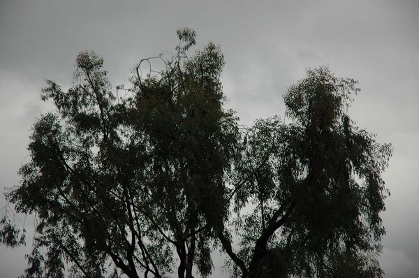 Cowboy in the Tree