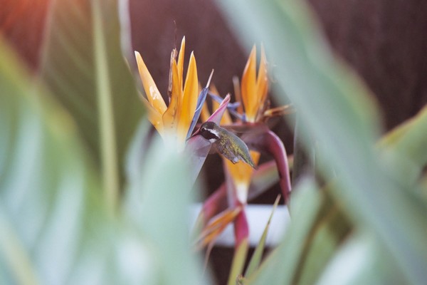 HummingBird of Paradise