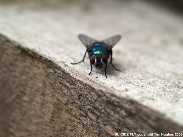 'Suicide Fly 1 !'