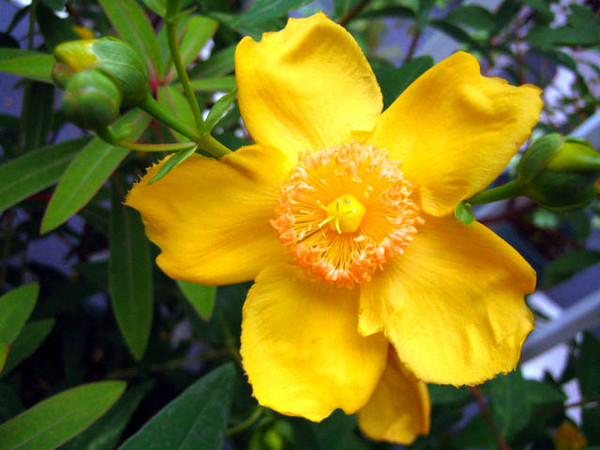 Evening Primrose Flower