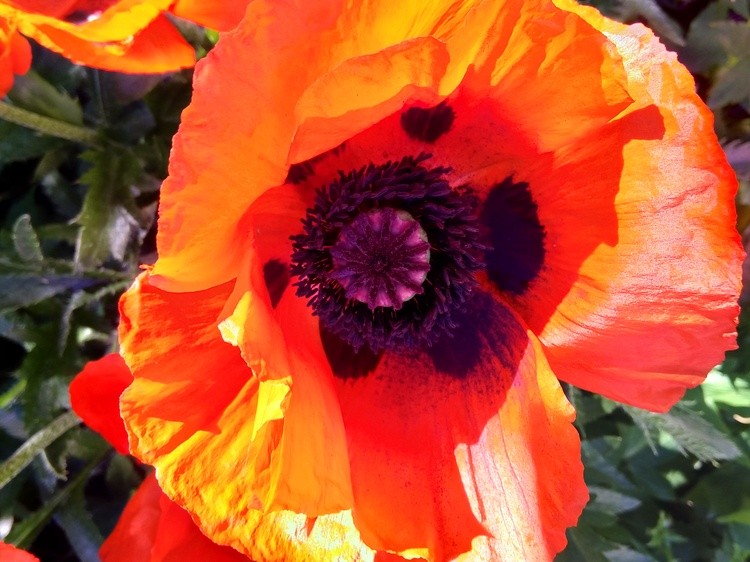 Poppy.