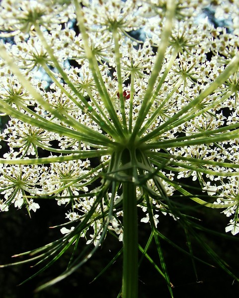 Under Queen Anne's Lace 