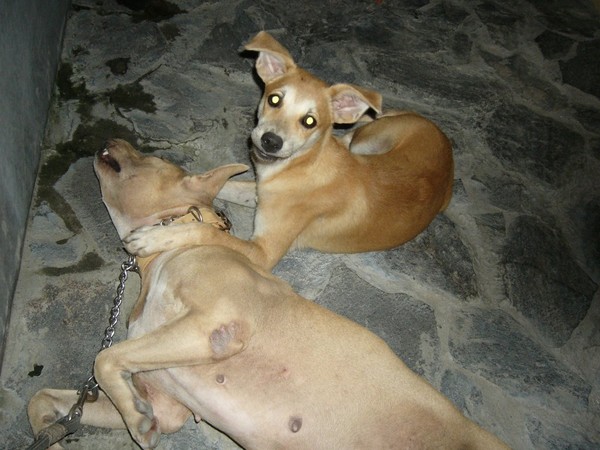 Jumong and Shoubi